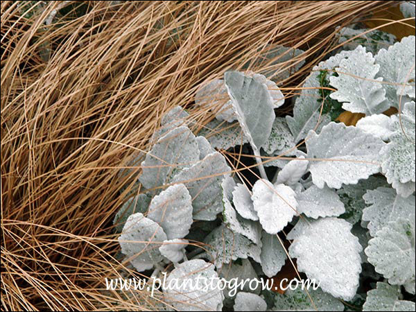 New Look Dusty Miller and the bronze foliage of Bronco Sedge.